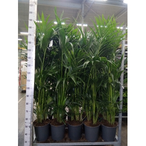 Howea forsteriana