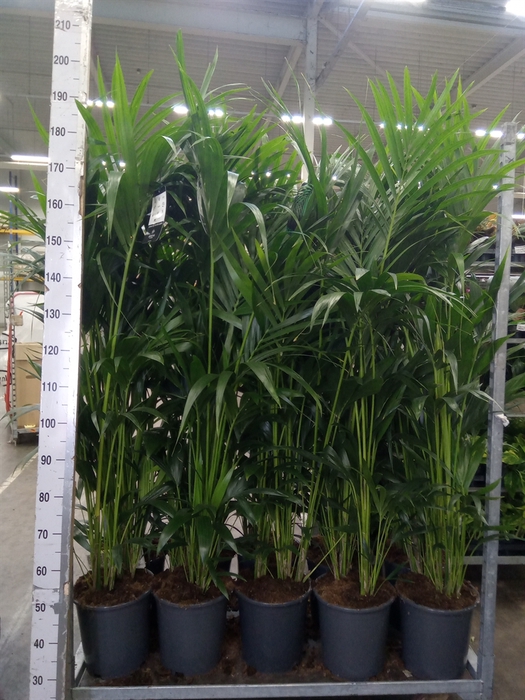 <h4>Howea forsteriana</h4>