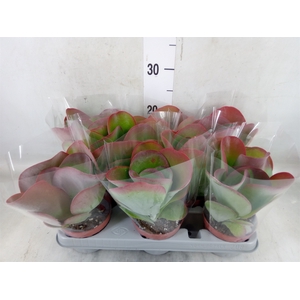 Kalanchoe NF thyrsiflora 'Red Lips'