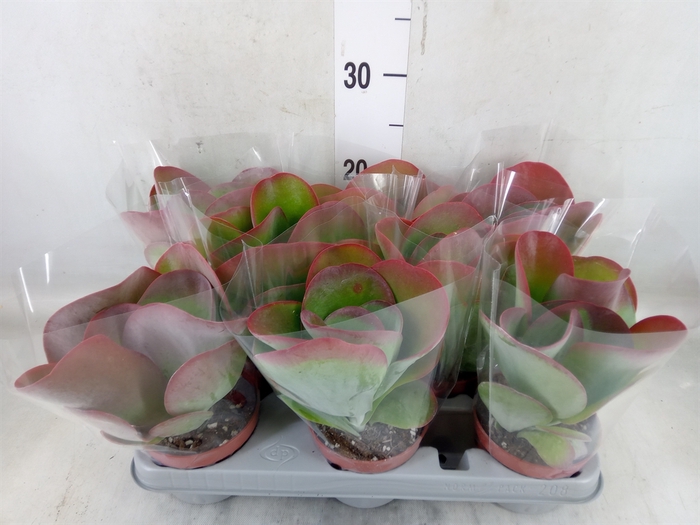 <h4>Kalanchoe NF thyrsiflora 'Red Lips'</h4>