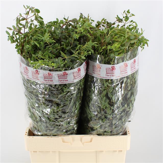 EUC PARVIFOLIA P BS