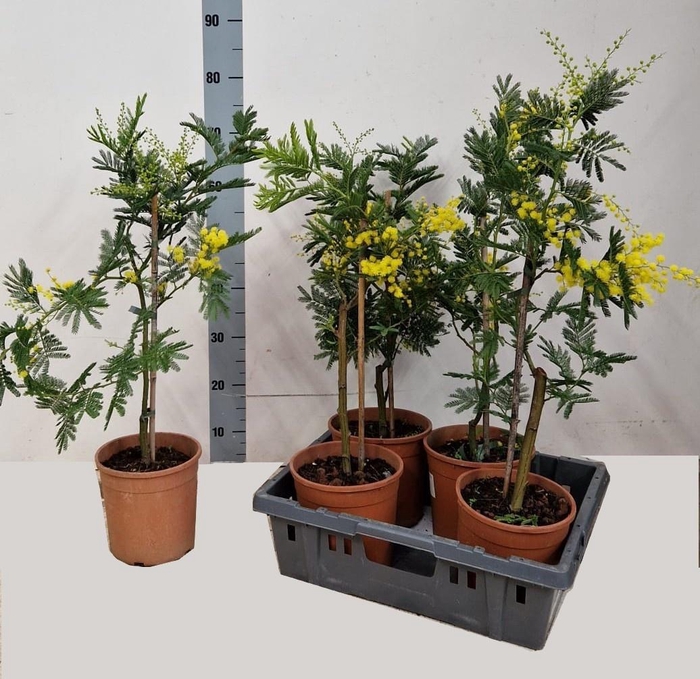 <h4>ACACIA PARADOXA</h4>