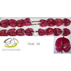 Anthurium andr. 'Utah'
