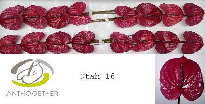 <h4>Anthurium andr. 'Utah'</h4>