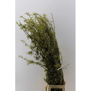 Litsea Citrodera Japan