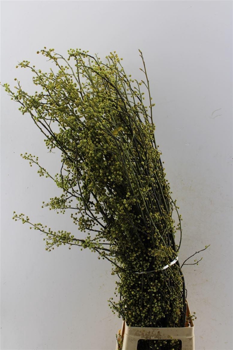 <h4>Litsea Citrodera Japan</h4>