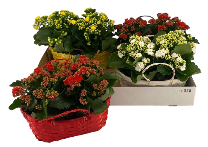 <h4>KAL GE GEM 4 KL</h4>