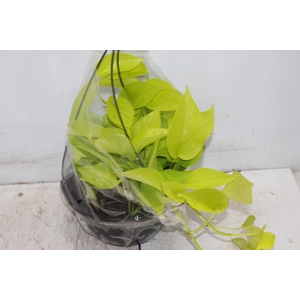 JIBOIA AMARELO C21 PENDENTE
