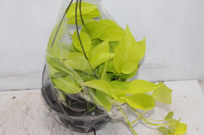 JIBOIA AMARELO C21 PENDENTE