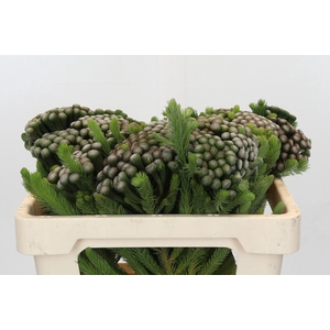 Cape Green Albiflora