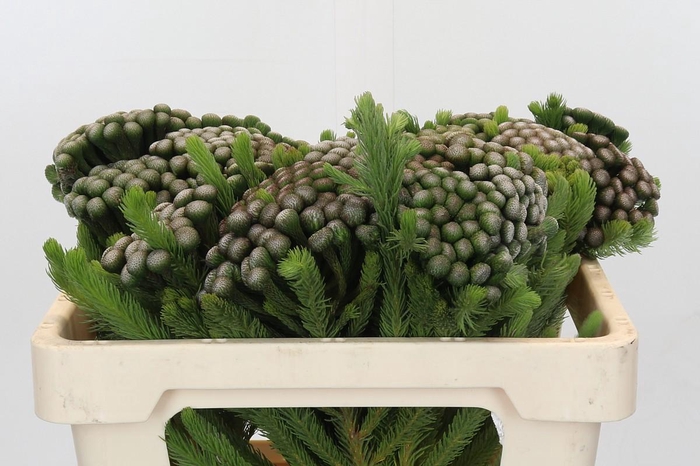 <h4>Cape Green Albiflora</h4>