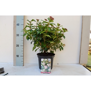 Viburnum tinus