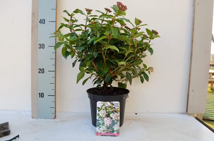 <h4>Viburnum tinus</h4>