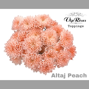 CHR T ALTAJ PEACH