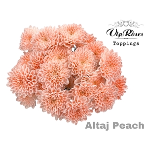 CHR T ALTAJ PEACH