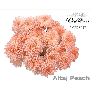 CHR T ALTAJ PEACH