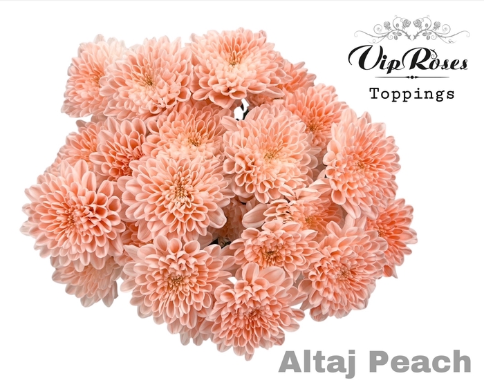 <h4>CHR T ALTAJ PEACH</h4>