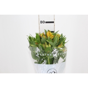 ALSTROEMERIA GYPSY 080 CM LARANJA