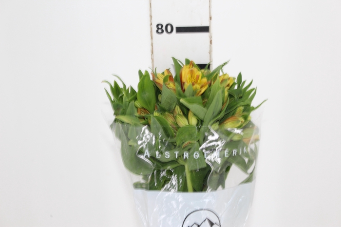 <h4>ALSTROEMERIA GYPSY 080 CM LARANJA</h4>