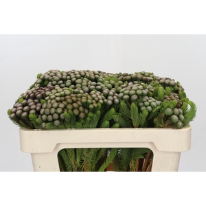 Cape Green Albiflora