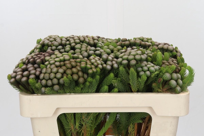 <h4>Cape Green Albiflora</h4>