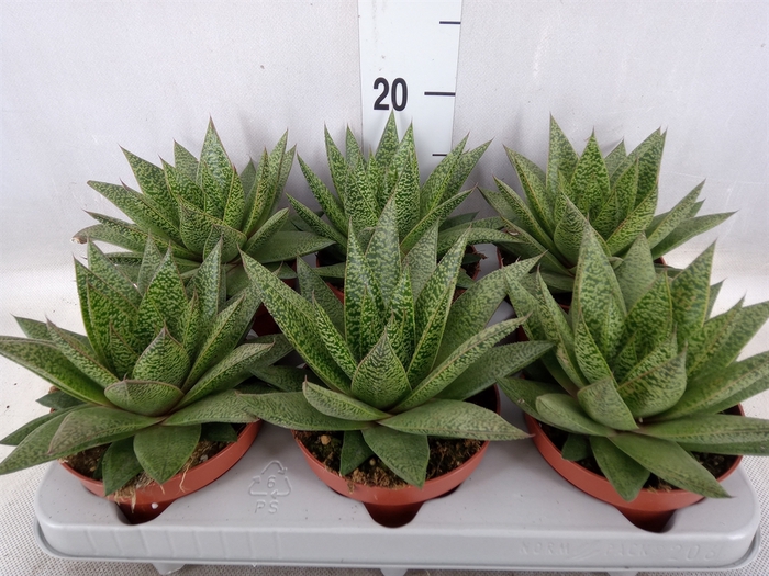 <h4>Gasteria</h4>