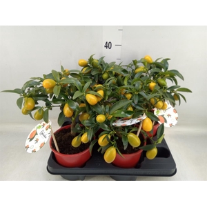 Fortunella margarita