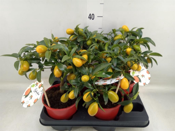 <h4>Fortunella margarita</h4>