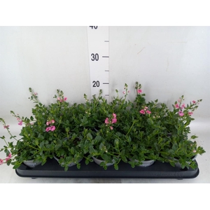 Diascia  'My Darling Berry'