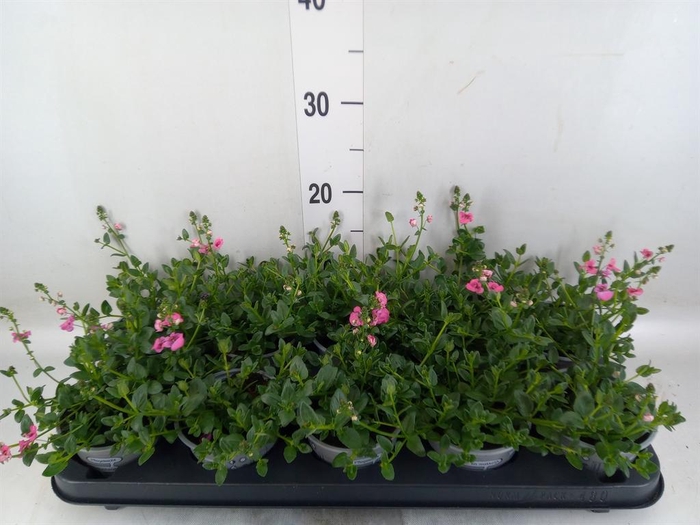 <h4>Diascia  'My Darling Berry'</h4>