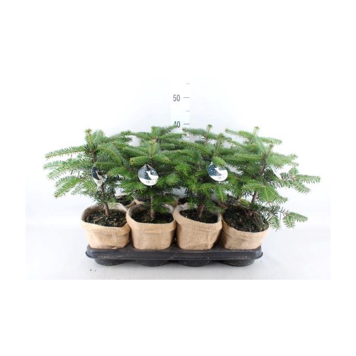 <h4>Abies nordman.</h4>