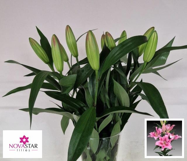 <h4>LI OT ROBINA</h4>