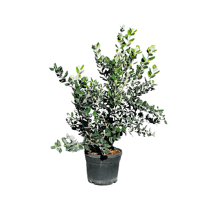 Metrosideros excelsa