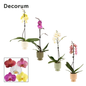 Phalaenopsis 1 tak 9+ mix in Marly (Silent moods-collection)