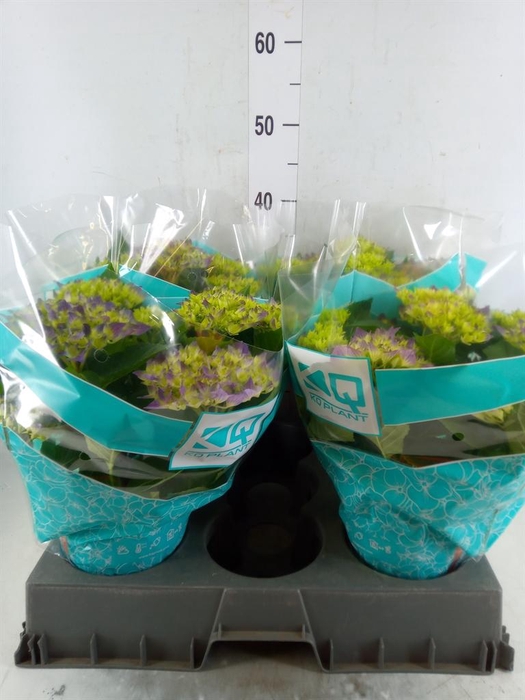 <h4>Hydrangea mac. 'Hi Ocean'</h4>