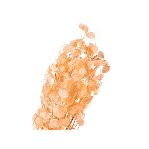 Lunaria Apricot