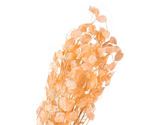 <h4>Lunaria Apricot</h4>