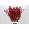 Bromelia Red Paloma