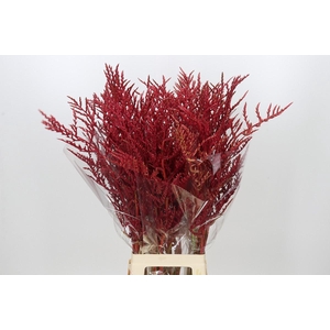 Bromelia Red Paloma