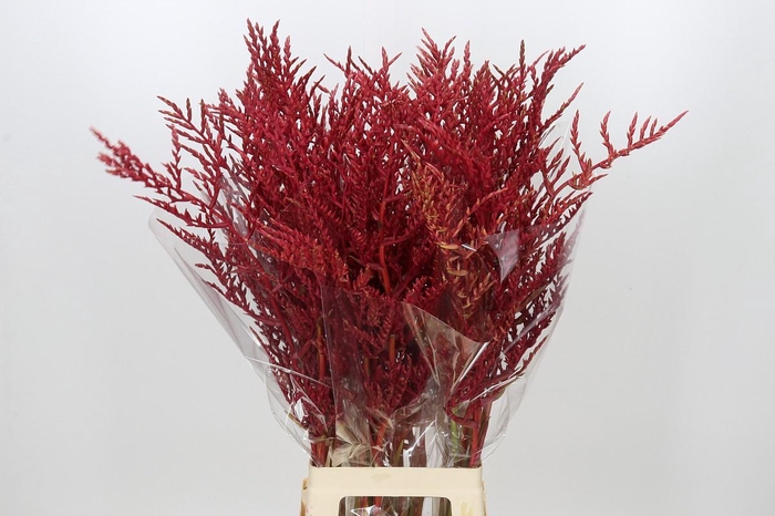 <h4>Bromelia Red Paloma</h4>