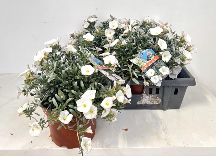 <h4>CONVO CNEORUM</h4>