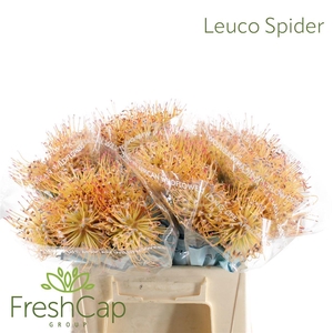 Leuco Spider