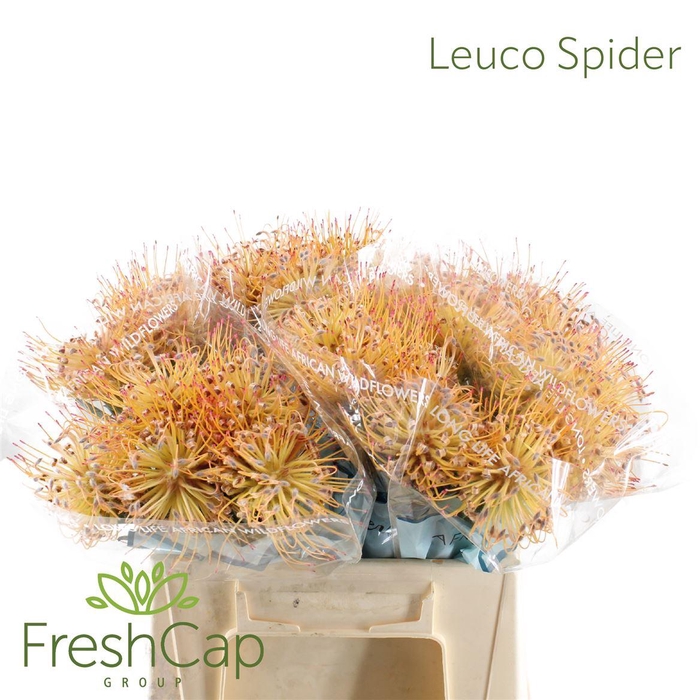 <h4>Leuco Spider</h4>