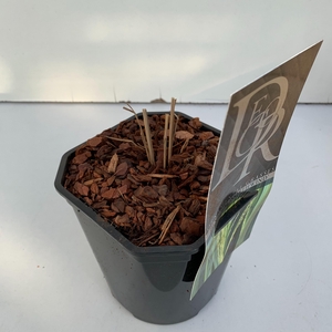 Panicum 'Northwind'