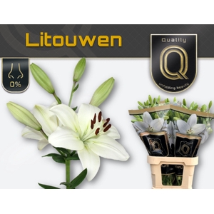 LI LA LITOUWEN MAGNUM 5+