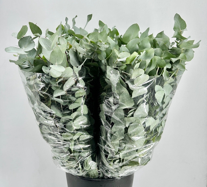 <h4>Euc. Cinerea</h4>