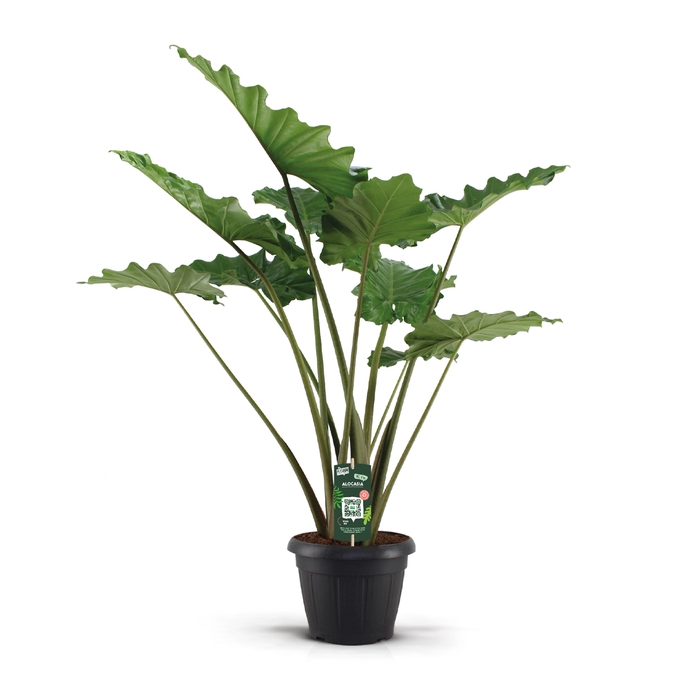 <h4>Alocasia Portodora 35c</h4>