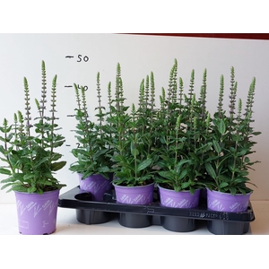 SALVIA NE OSTFRIESL