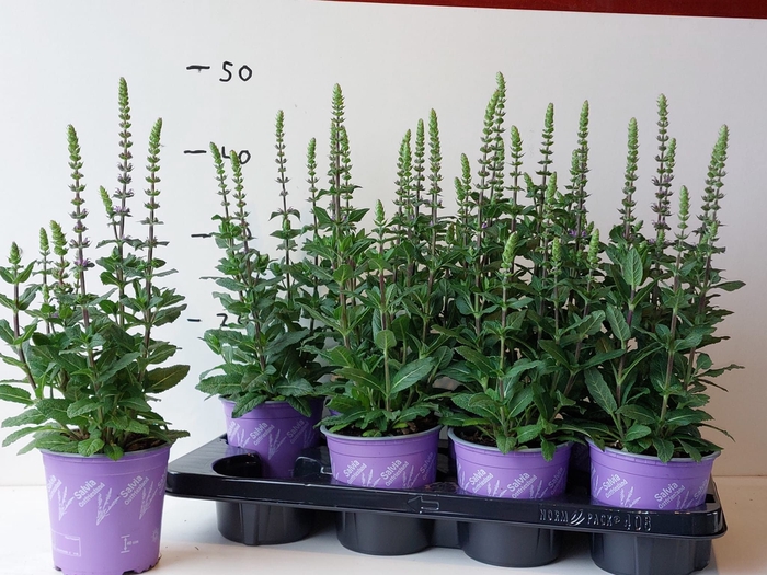 <h4>SALVIA NE OSTFRIESL</h4>