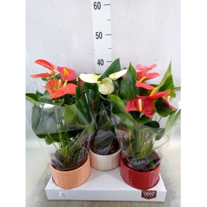 Anthurium   ...mix 4